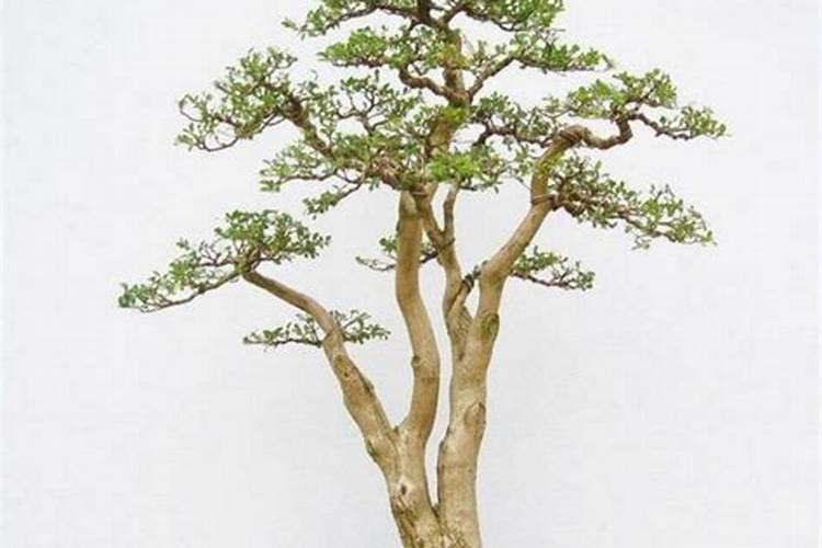 湖北孝感市四中学具体地址与电话是什么