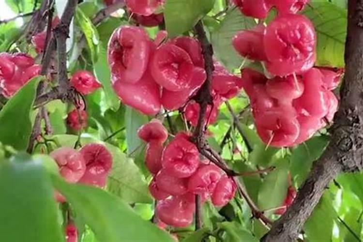 怎样才能让莲雾开花结果