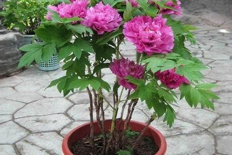 一般施肥多少天能吸收(化肥施入土壤后多久被吸收)