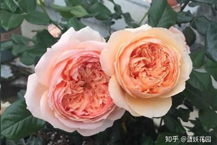 散尾葵的盆栽养护方法