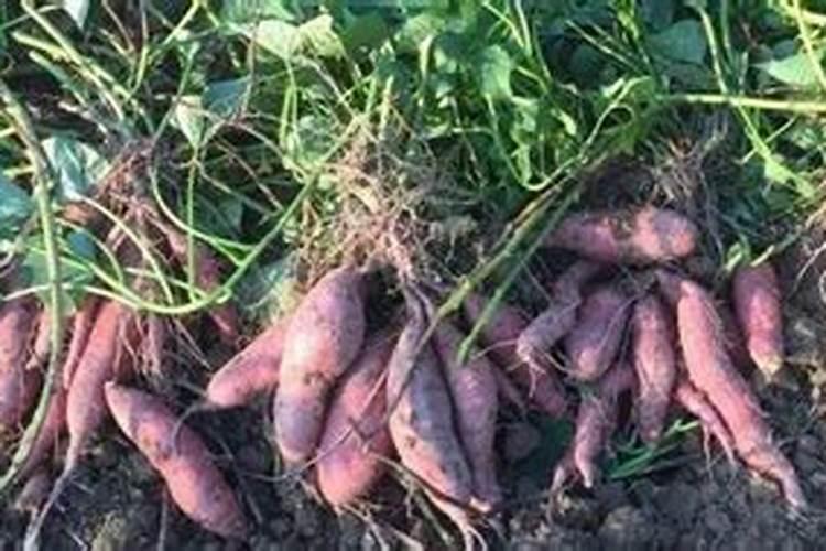 散尾葵的盆栽养护方法 关于散尾葵的盆栽养护方法