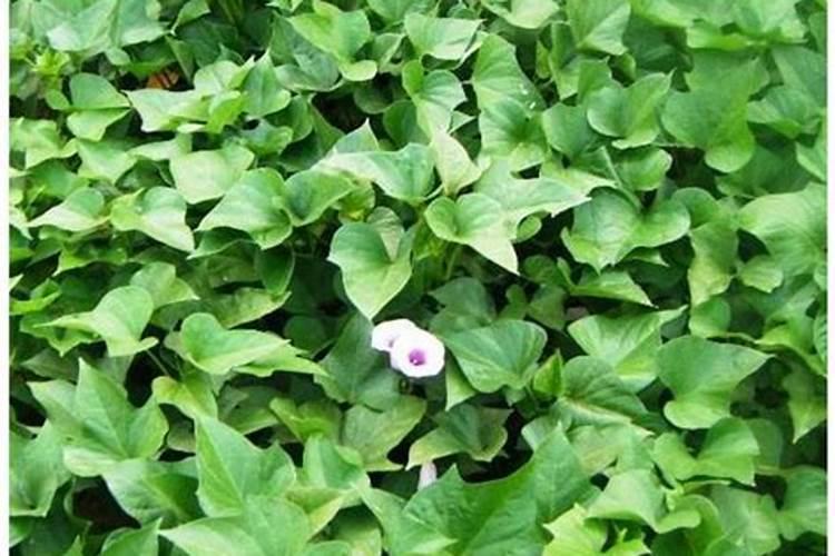 哪些气体没有污染