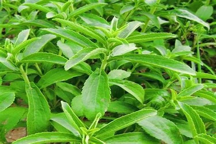 全氮类物质是什么化合物