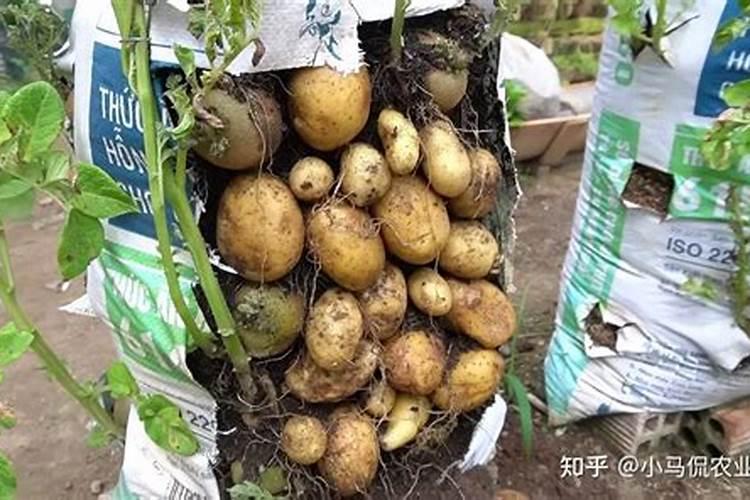 土豆施什么肥好