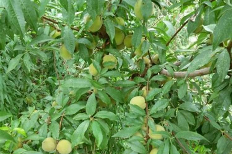 桃树地使用氯化钾肥料若过量、树上有啥药害表现？