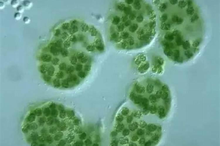 养殖水体PH值偏碱性应该怎么办？