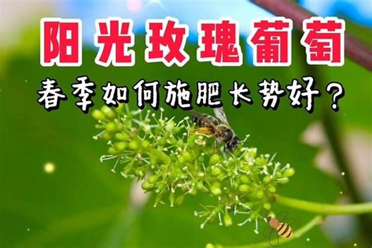 阳光玫瑰绒球期第一次冲肥高氮好还是平衡好