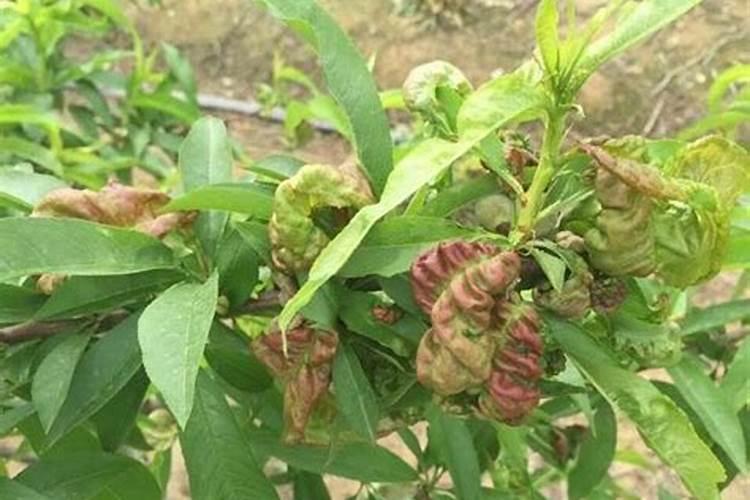 小桃树苗用什么肥长得快 如何合理施肥