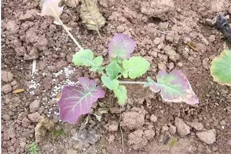 青菜梗子发红是怎么回事