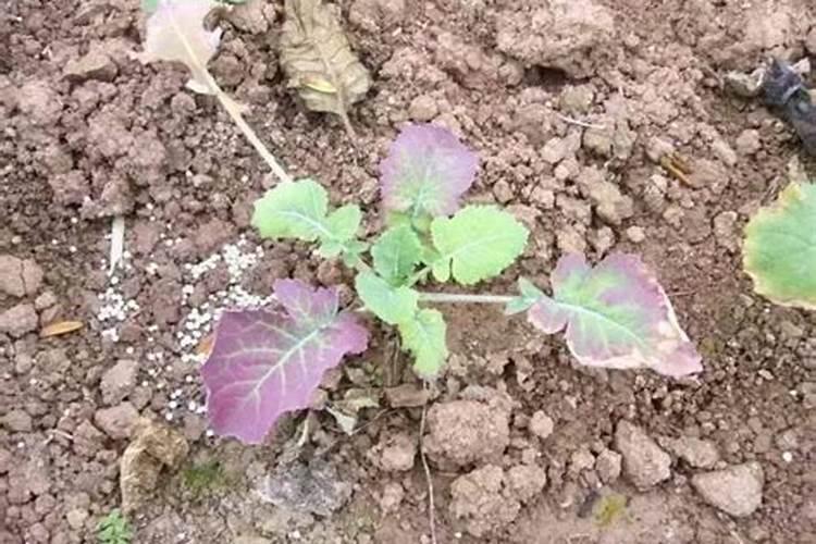 小白菜小青菜叶缘金边是什么病？