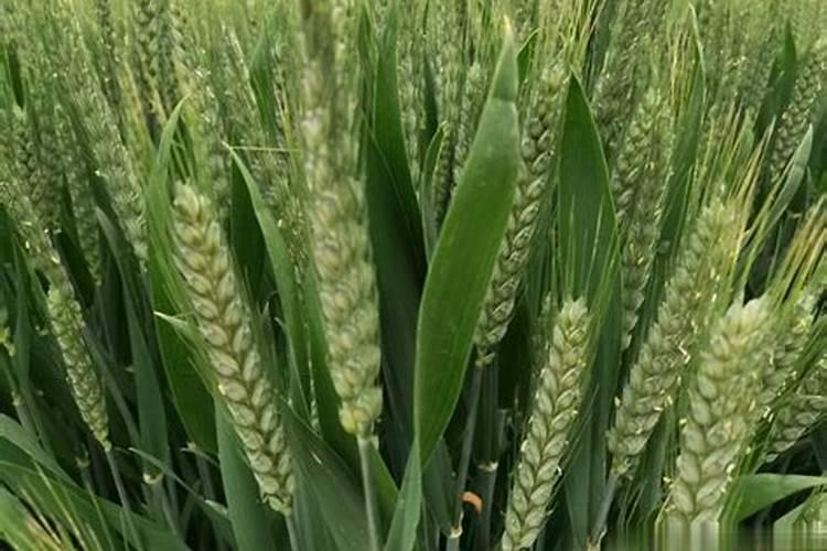 玉米抽雄时用什么肥料施肥技巧有哪些