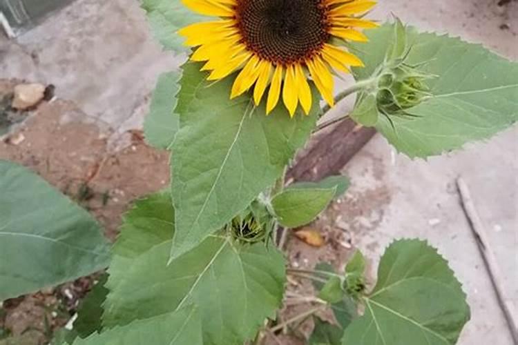 向日葵施什么肥最好