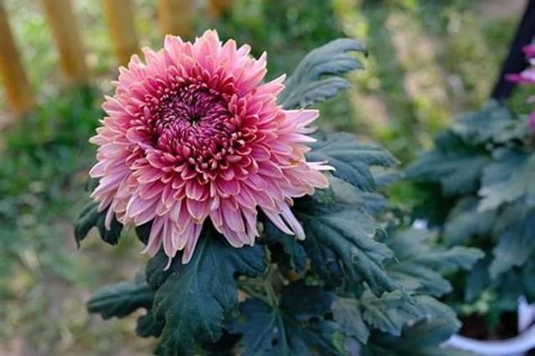 菊花缺哪个元素,看叶子就够了!七大元素对应七大症状