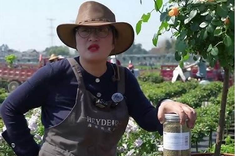 月季缓释肥可以给茉莉栀子花用吗？