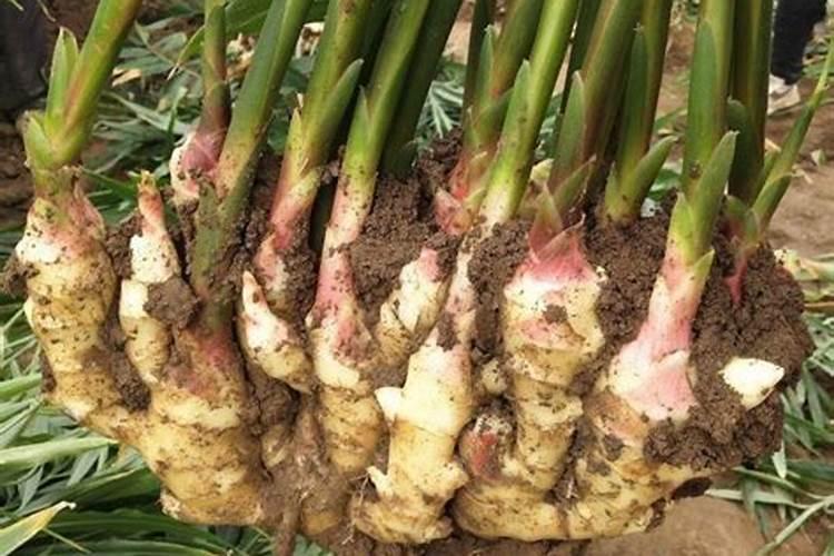 章丘大葱亩产多少斤