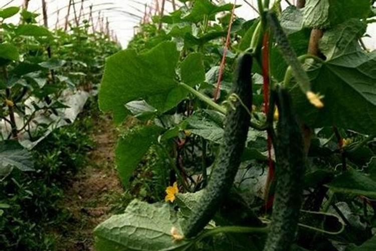 水培绿萝能用复合肥泡水喷叶子么