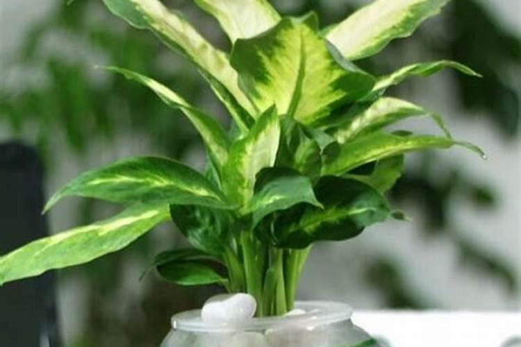 万年青吉利红怎么养,会开花吗