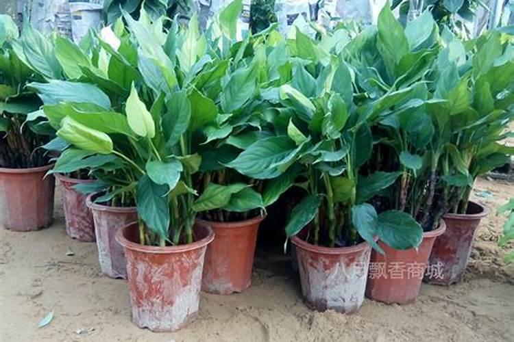 万年青施什么肥最好