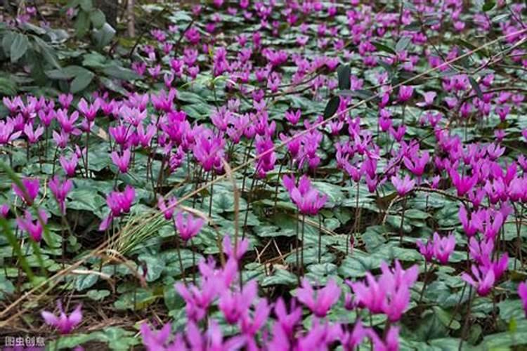 仙客来施肥多了怎么办,开花期可以施肥吗