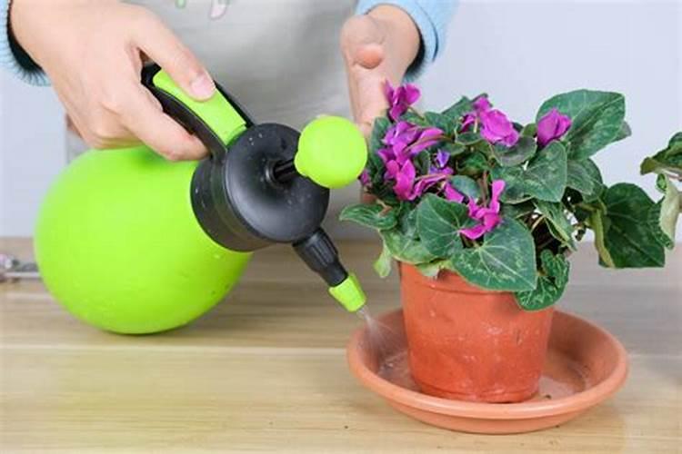 仙客来水浇多了怎么办