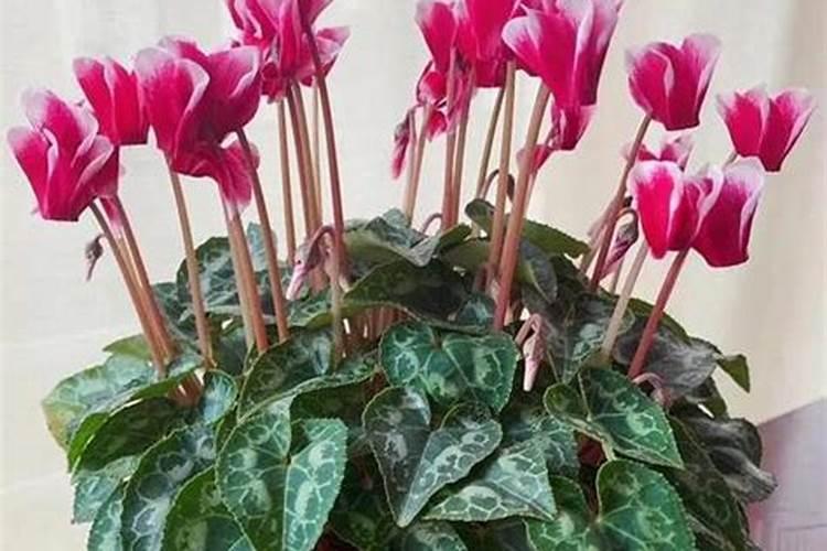 海藻肥施多了会烧苗吗