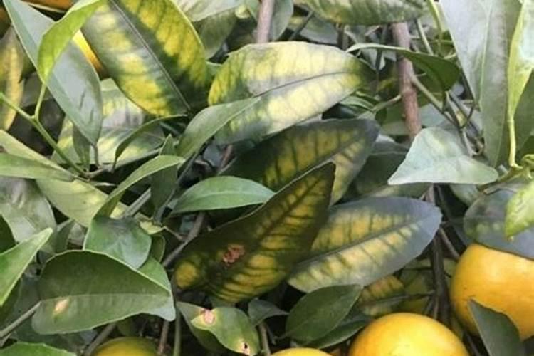 大小年的柑橘结果树要怎样施肥？