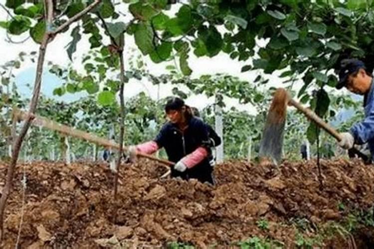 猕猴桃种植为什么要施秋季肥 施肥技巧有哪些