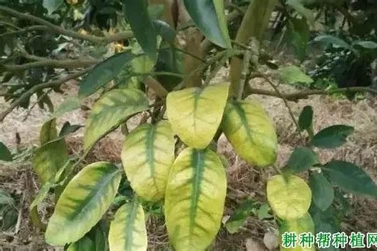 柑橘缺镁症防治方法