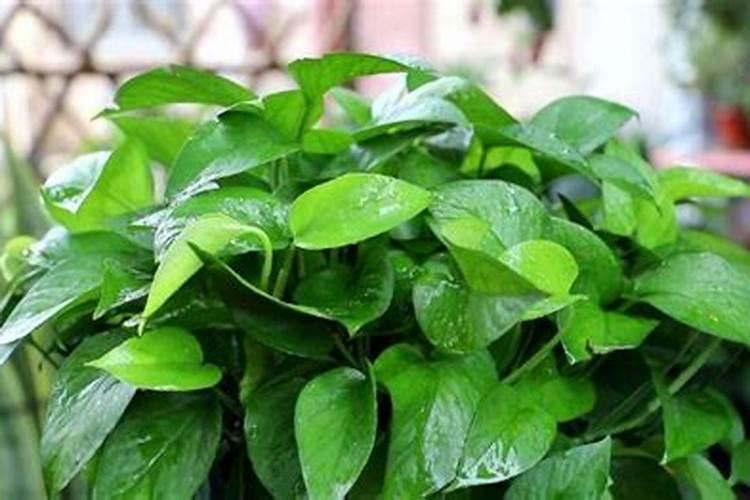 磷肥过多对绿萝的危害