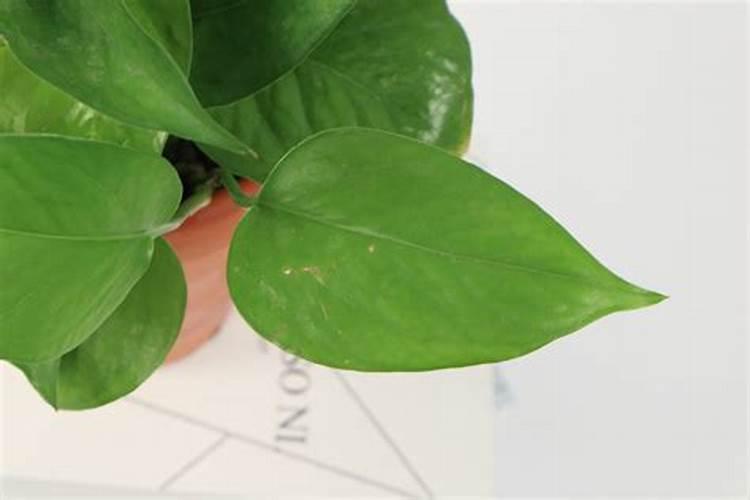 绿萝喜欢什么肥料