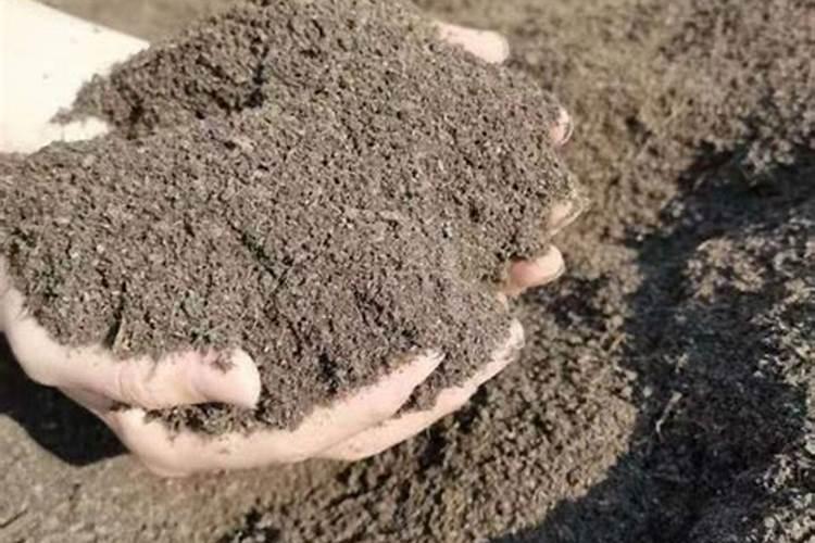 夏天绿萝叶子发黄怎么办