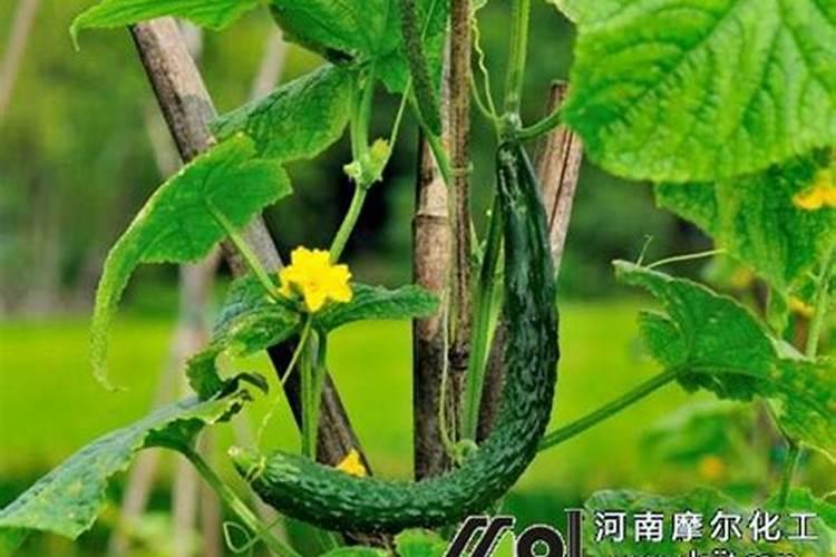 柑橘缺镁,硼,锌的症状分别是什么,有什么防治方法