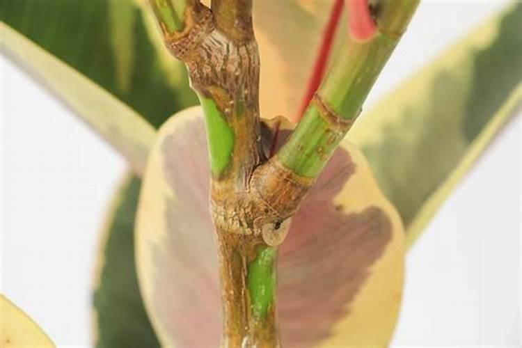 大蒜播种前泡种能用吡唑醚菌脂吗？