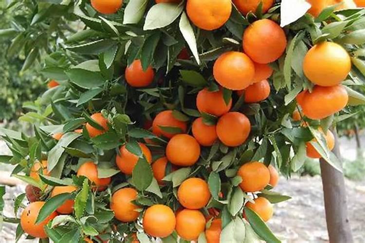 镁肥施用于果树有什么技术？