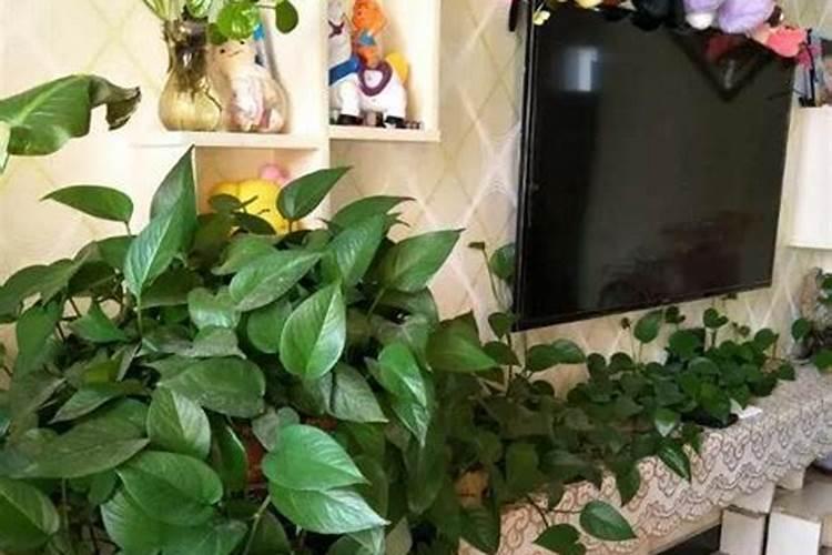 瓶苗蝴蝶兰用什么肥