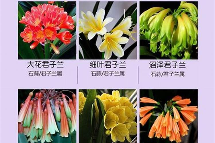 君子兰的盆栽土壤缺乏微量元素我们做什么呢