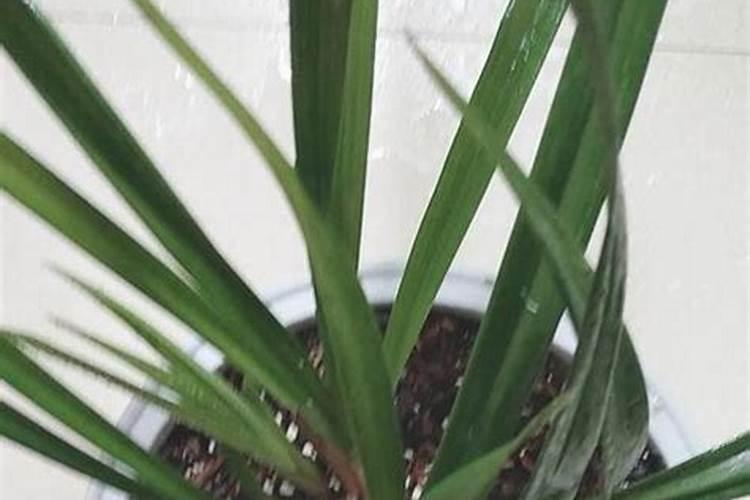 养多肉怎样使用水溶肥