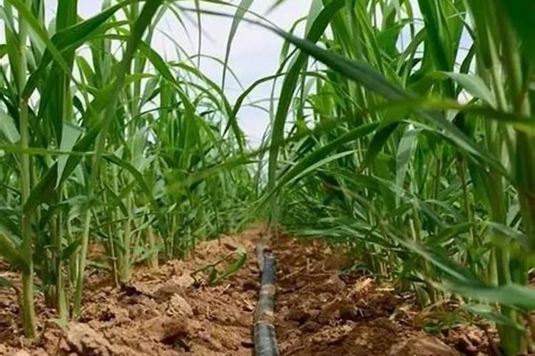 田间追施钾肥哪种吸收效果好？矿源黄腐酸怎么样