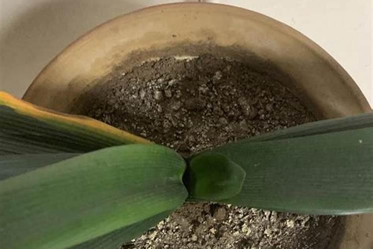 钙镁磷肥对柑橘的作用及功能