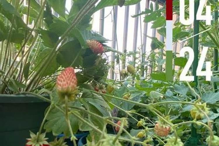 草莓高钾肥的使用方法