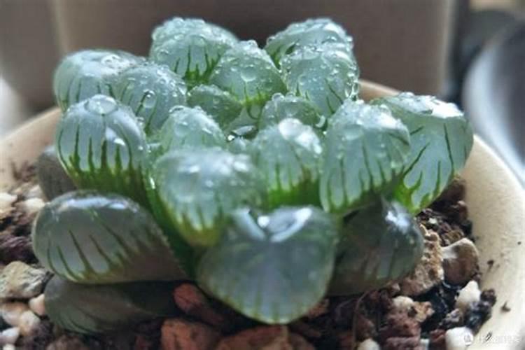 玉米打了除草剂受药害,打云台素,和磷酸二氢钾行吗