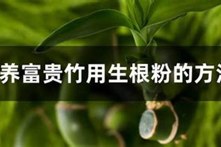 怎么给富贵竹使用生根粉