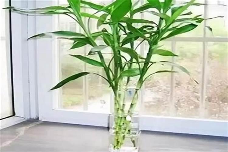 水培富贵竹如何用生根粉？