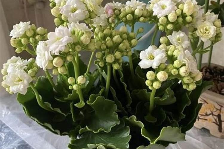 彼岸花光长叶子不开花原因及处理方法