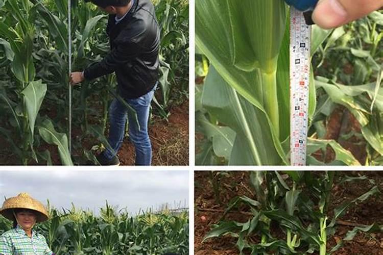 求问玉米能否一次性施肥