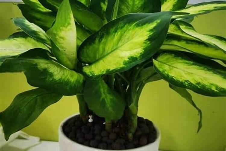 菜籽饼怎么发酵肥水