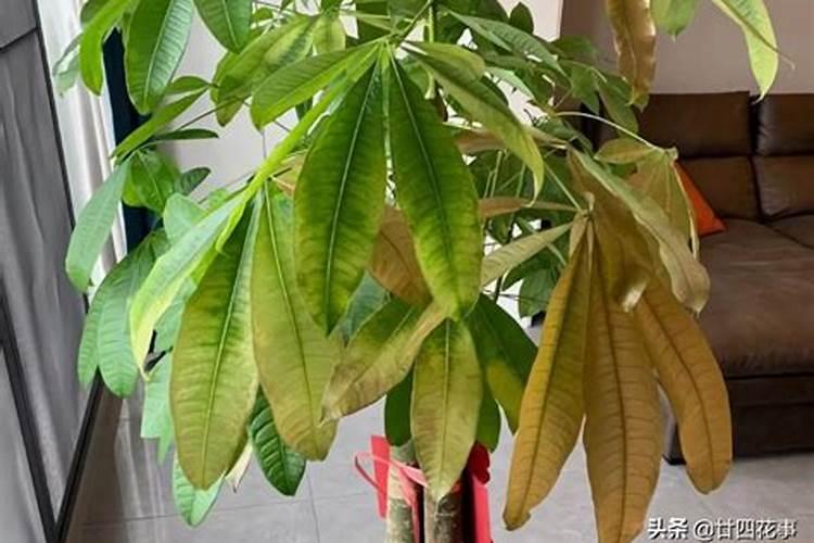 钾肥对植物的作用 钾肥促进哪部分生长