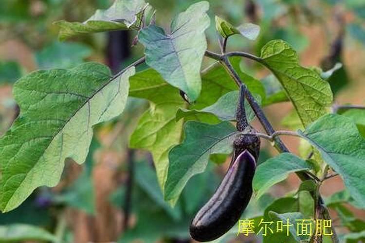 茄子苗叶子卷萎缩怎么办