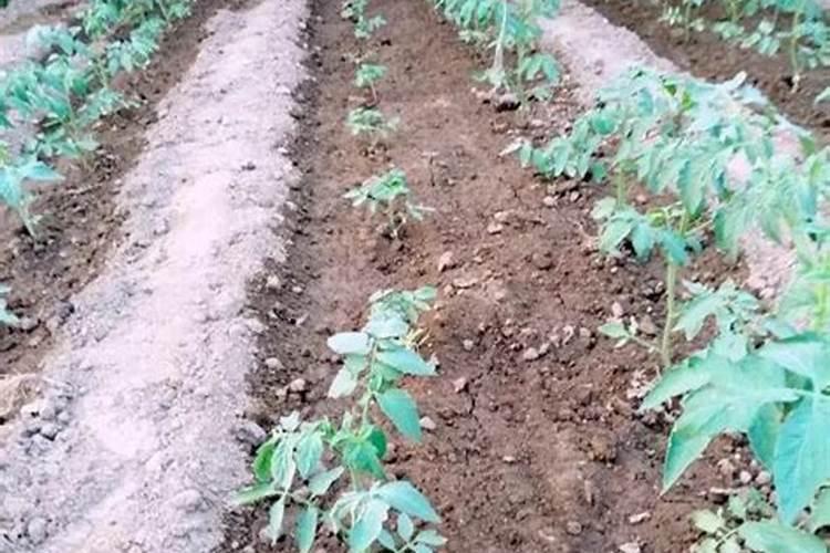 玉米有蜗牛用什么方法