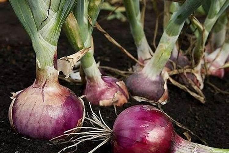 经常下雨对蔬菜有什么影响